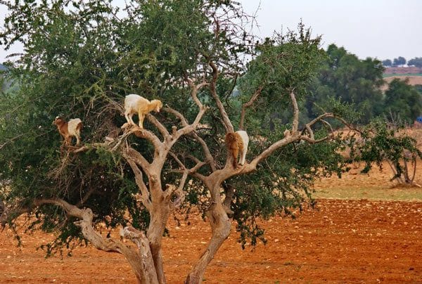 Frutos de argania spinosa, origen del aceite de argán